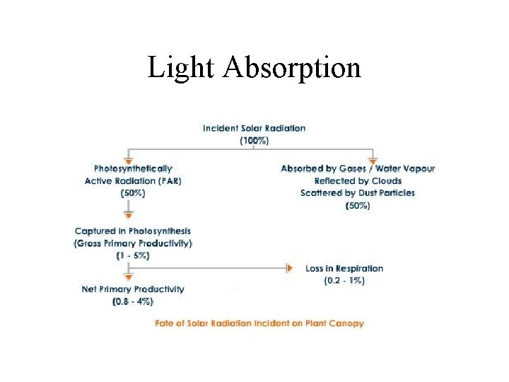 Light Absorption 