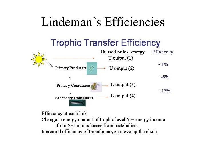 Lindeman’s Efficiencies 