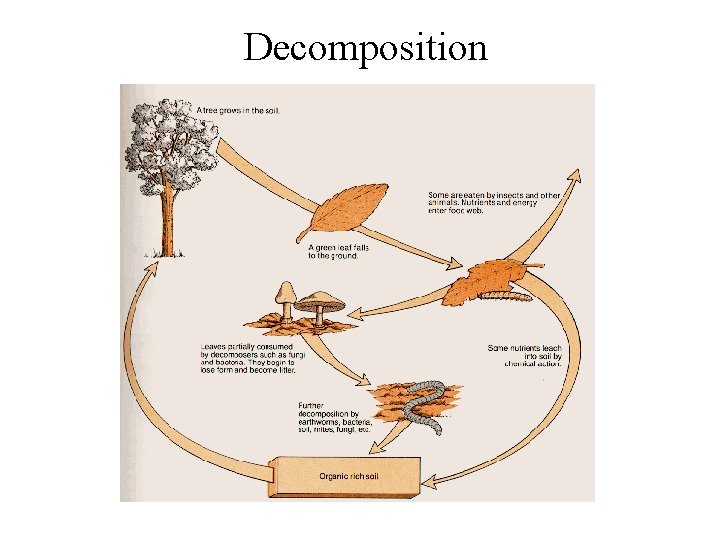 Decomposition 