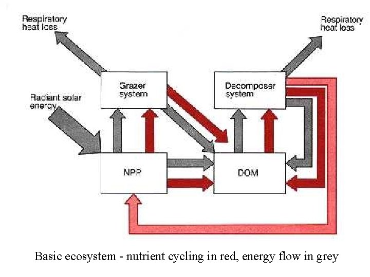 Basic ecosystem - nutrient cycling in red, energy flow in grey 