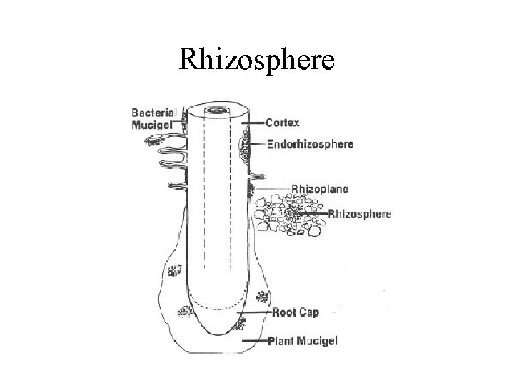 Rhizosphere 