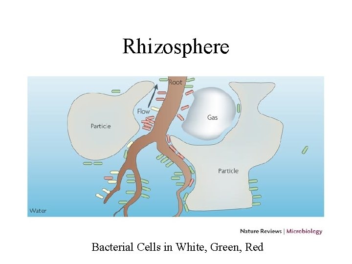 Rhizosphere Bacterial Cells in White, Green, Red 