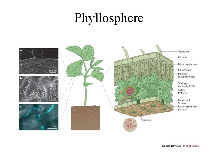 Phyllosphere 