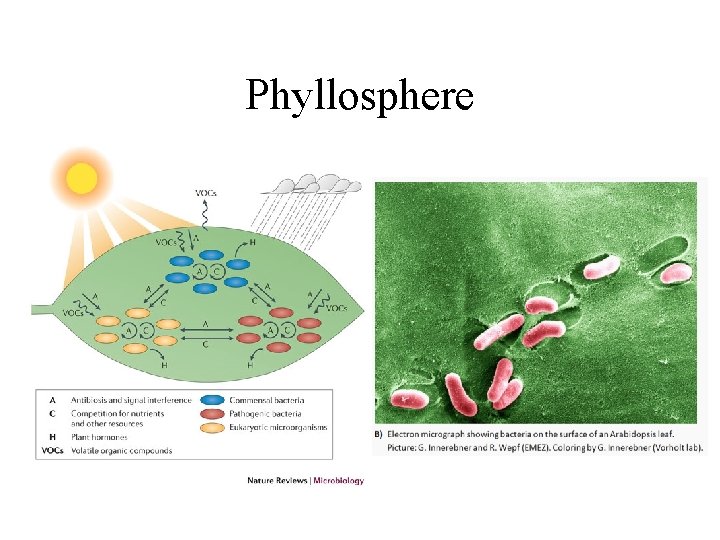 Phyllosphere 