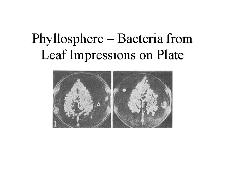 Phyllosphere – Bacteria from Leaf Impressions on Plate 