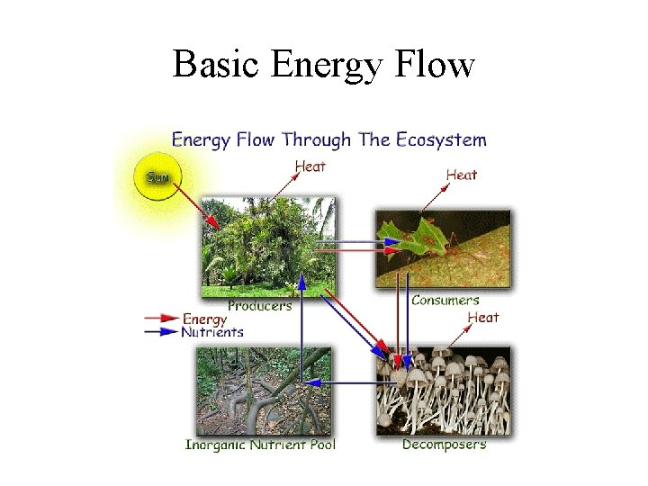 Basic Energy Flow 