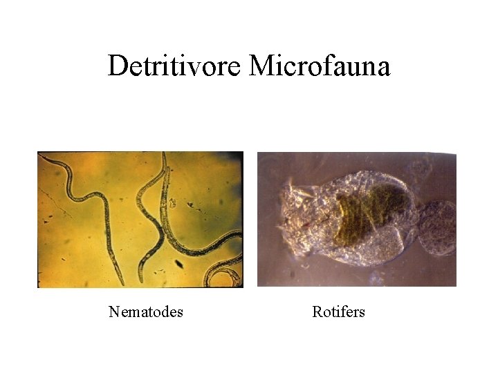 Detritivore Microfauna Nematodes Rotifers 