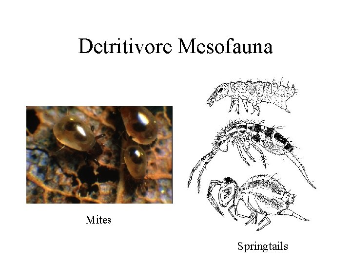 Detritivore Mesofauna Mites Springtails 