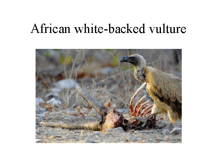 African white-backed vulture 