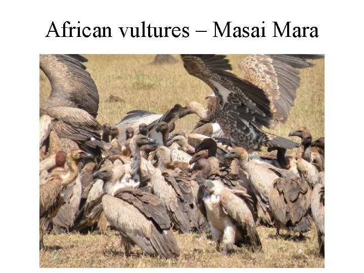 African vultures – Masai Mara 