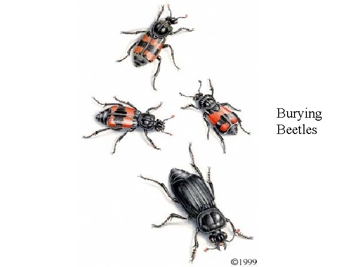 Burying Beetles 