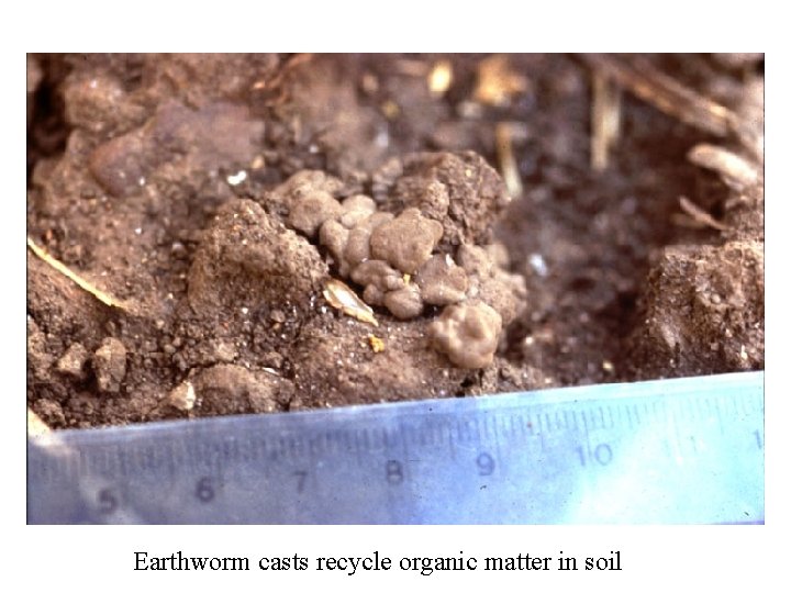 Earthworm casts recycle organic matter in soil 