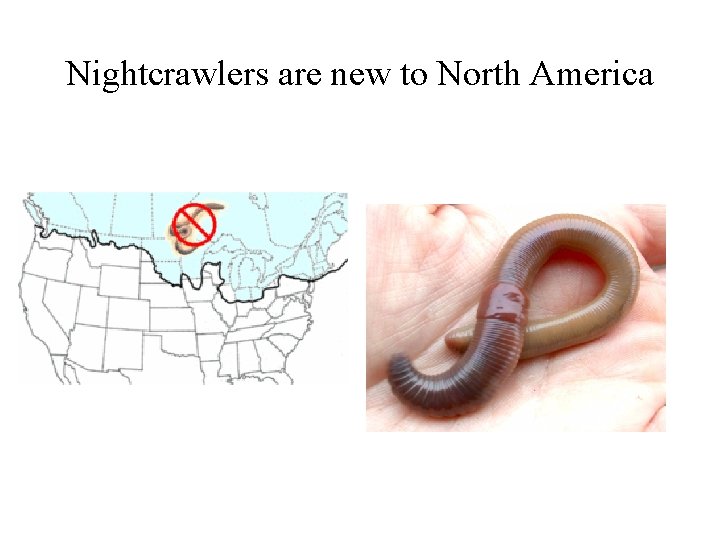 Nightcrawlers are new to North America 