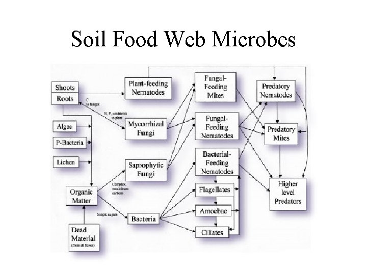 Soil Food Web Microbes 