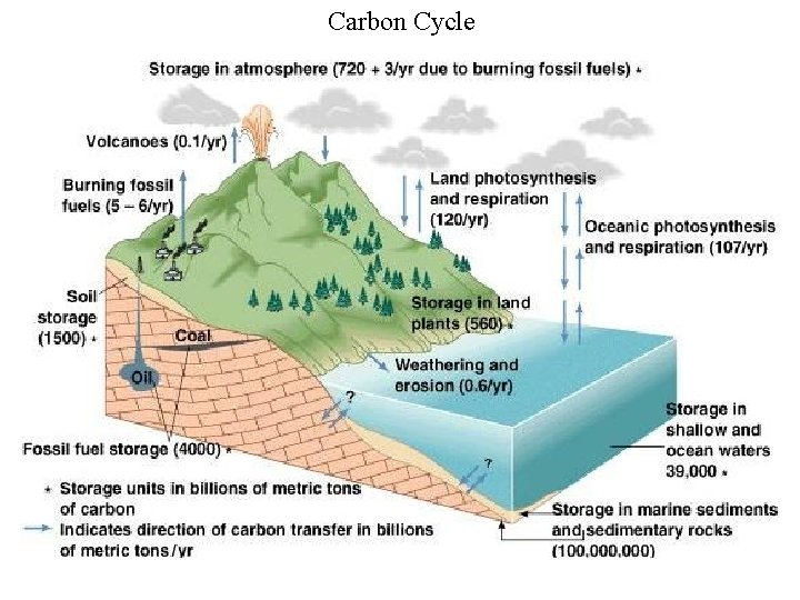 Carbon Cycle 