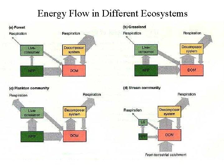 Energy Flow in Different Ecosystems 