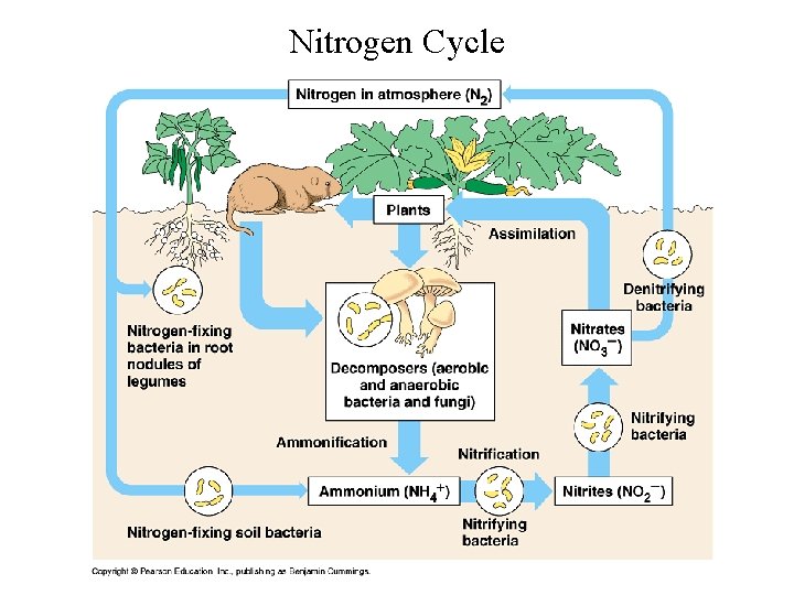 Nitrogen Cycle 