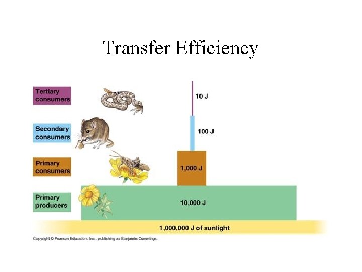 Transfer Efficiency 