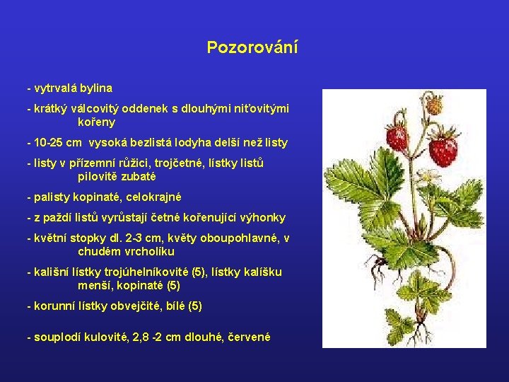 Pozorování - vytrvalá bylina - krátký válcovitý oddenek s dlouhými niťovitými kořeny - 10