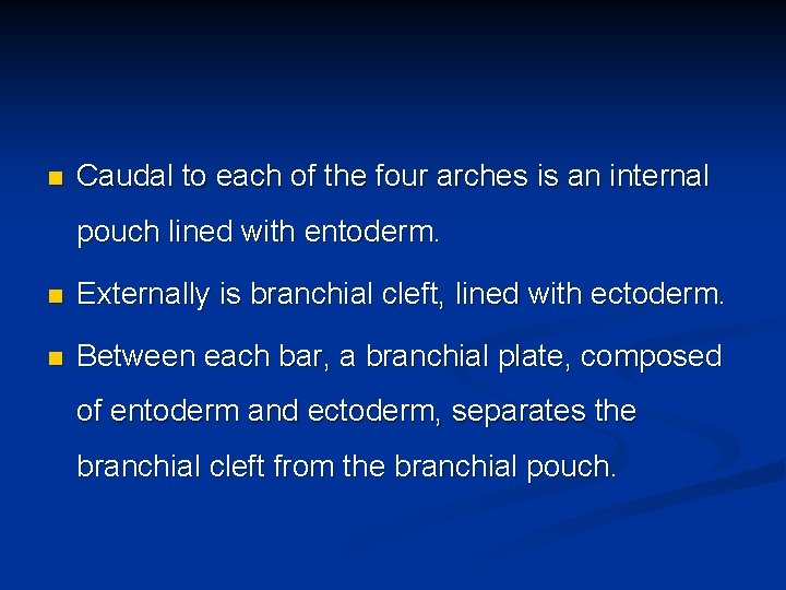 n Caudal to each of the four arches is an internal pouch lined with