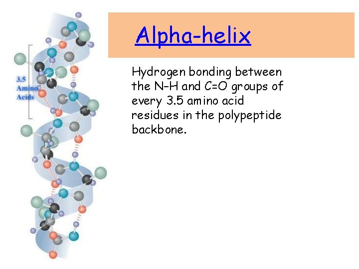 Alpha-helix Hydrogen bonding between the N–H and C=O groups of every 3. 5 amino