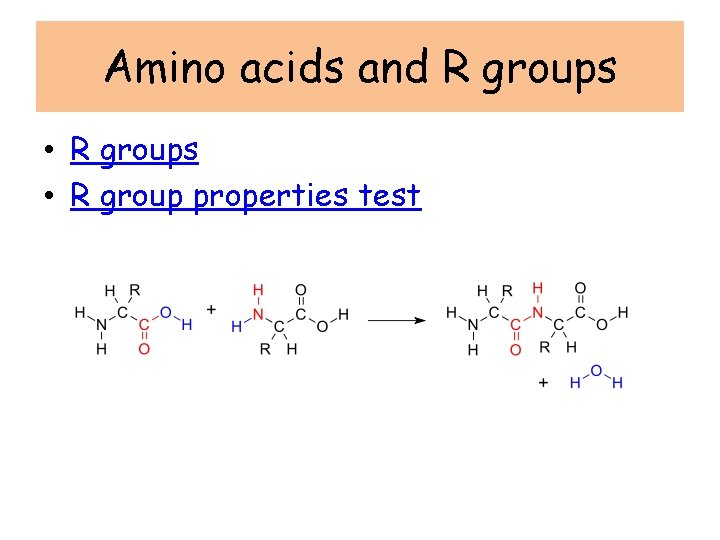 Amino acids and R groups • R group properties test 