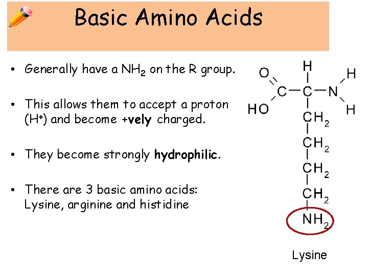 Basic Amino Acids • Generally have a NH 2 on the R group. •