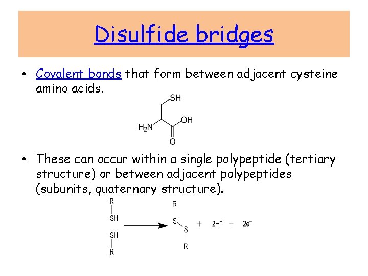 Disulfide bridges • Covalent bonds that form between adjacent cysteine amino acids. • These