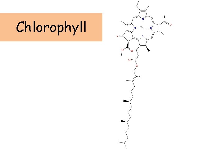 Chlorophyll 