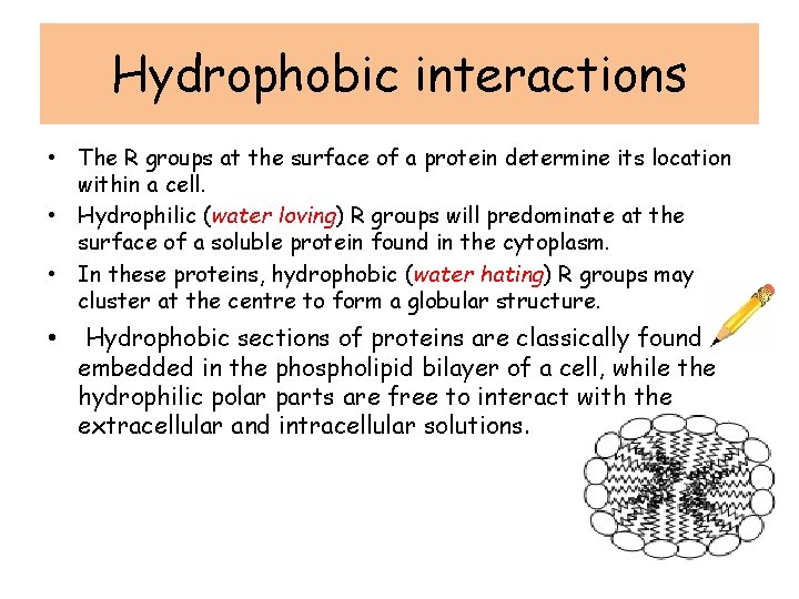 Hydrophobic interactions • The R groups at the surface of a protein determine its