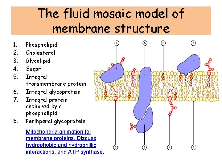 The fluid mosaic model of membrane structure 1. 2. 3. 4. 5. 6. 7.