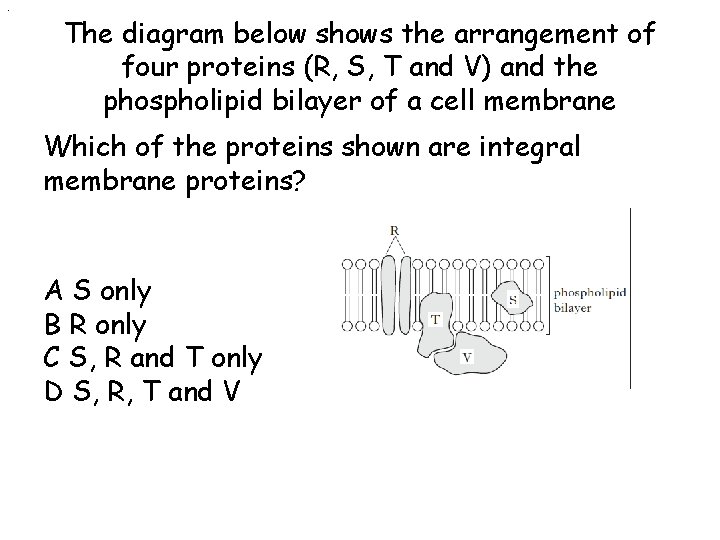 . The diagram below shows the arrangement of four proteins (R, S, T and