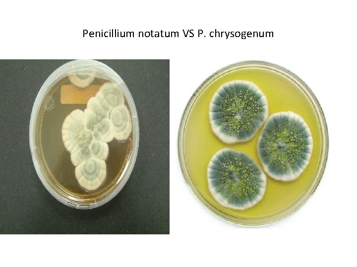 Penicillium notatum VS P. chrysogenum 