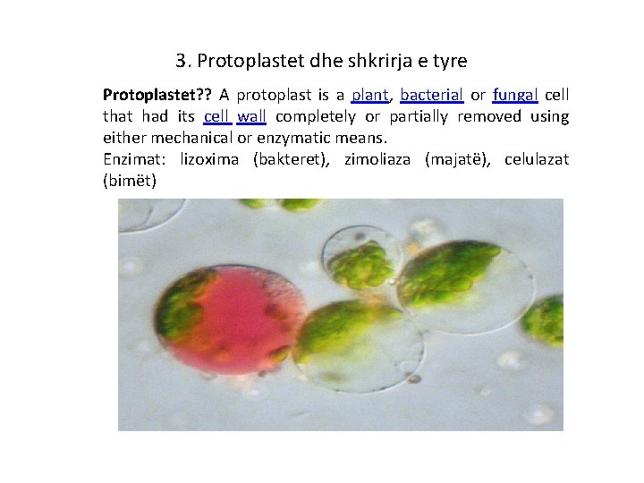 3. Protoplastet dhe shkrirja e tyre Protoplastet? ? A protoplast is a plant, bacterial