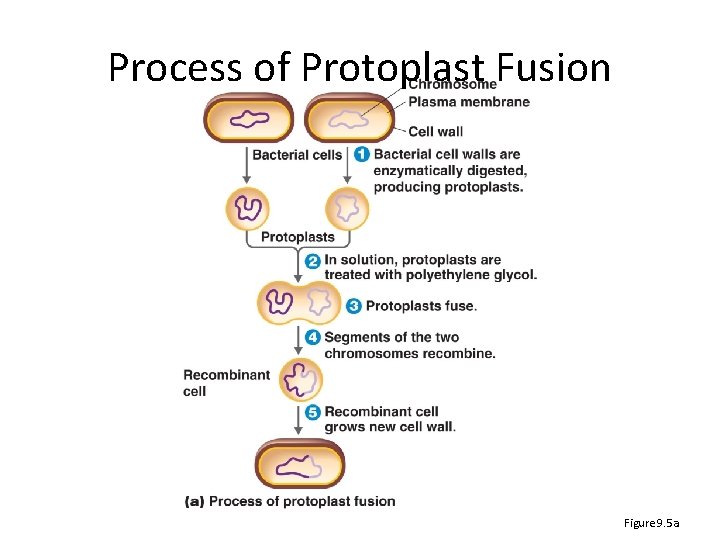 Process of Protoplast Fusion Figure 9. 5 a 
