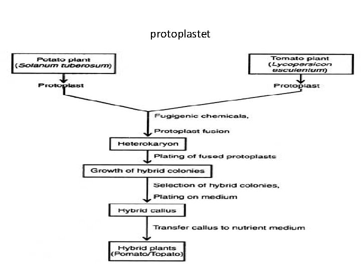 protoplastet 