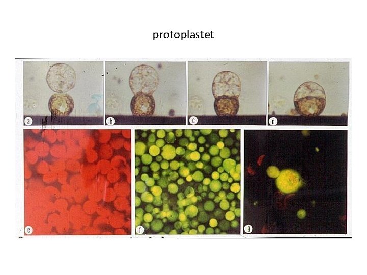 protoplastet 