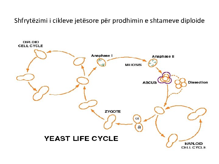 Shfrytёzimi i cikleve jetёsore pёr prodhimin e shtameve diploide 