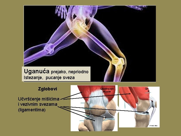 Uganuća prejako, nepriodno Istezanje, pucanje sveza Zglobovi Učvršćenje mišićima i vezivnim svezama (ligamentima) 