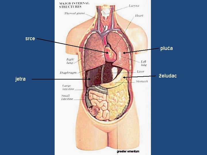 srce pluća jetra želudac 