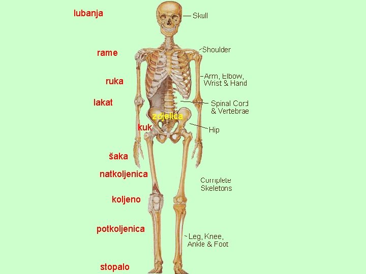 lubanja rame ruka lakat zdjelica kuk šaka natkoljenica koljeno potkoljenica stopalo 