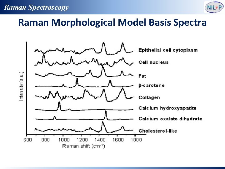 Raman Spectroscopy Raman Morphological Model Basis Spectra 