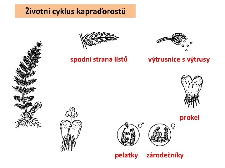 Životní cyklus kapraďorostů spodní strana listů výtrusnice s výtrusy prokel pelatky zárodečníky 
