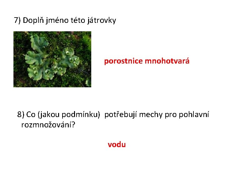 7) Doplň jméno této játrovky porostnice mnohotvará 8) Co (jakou podmínku) potřebují mechy pro