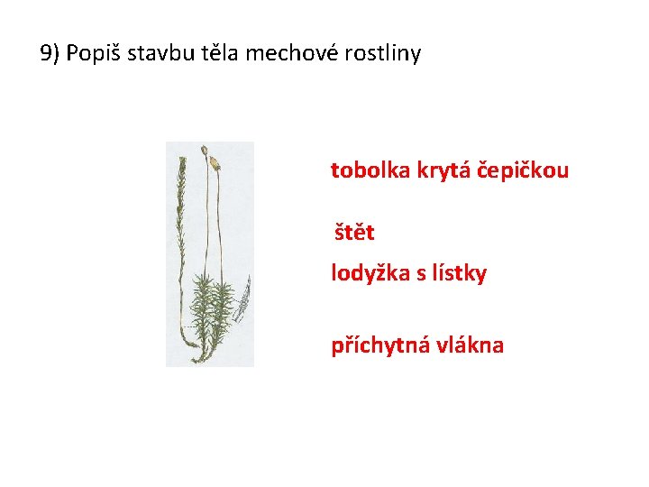 9) Popiš stavbu těla mechové rostliny tobolka krytá čepičkou štět lodyžka s lístky příchytná