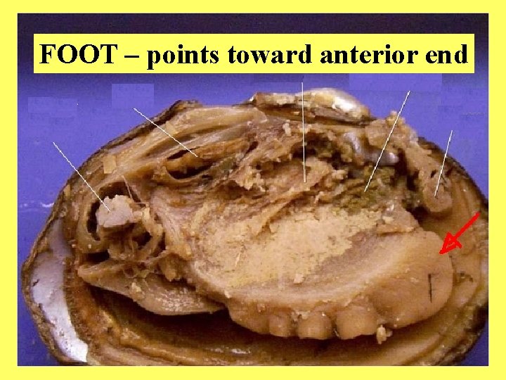 FOOT – points toward anterior end 