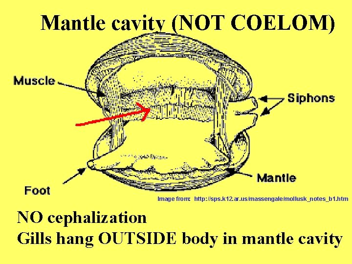 Mantle cavity (NOT COELOM) Image from: http: //sps. k 12. ar. us/massengale/mollusk_notes_b 1. htm