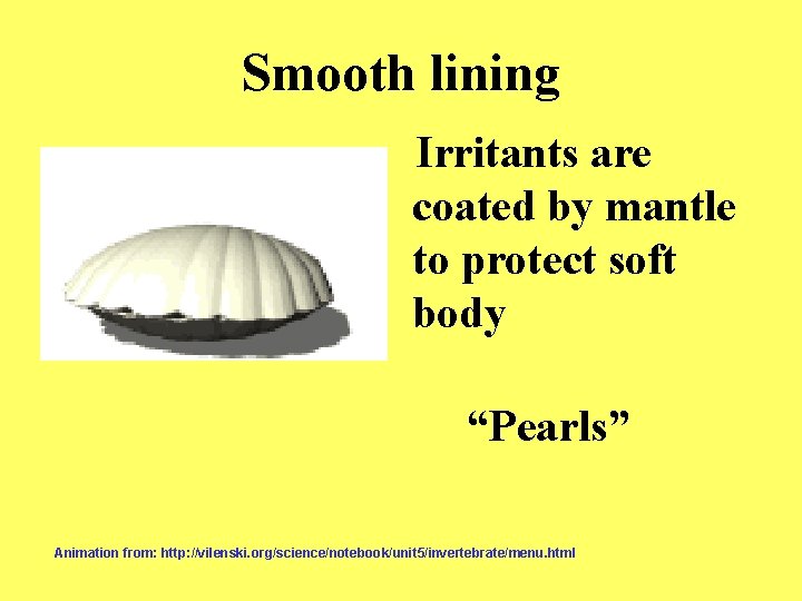 Smooth lining Irritants are coated by mantle to protect soft body “Pearls” Animation from: