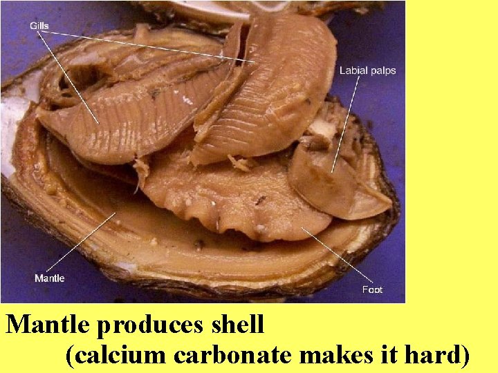 Mantle produces shell (calcium carbonate makes it hard) 