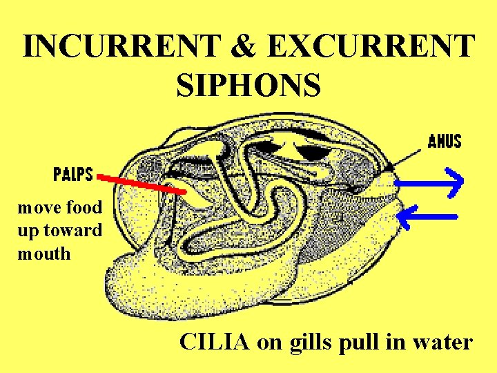 INCURRENT & EXCURRENT SIPHONS move food up toward mouth CILIA on gills pull in